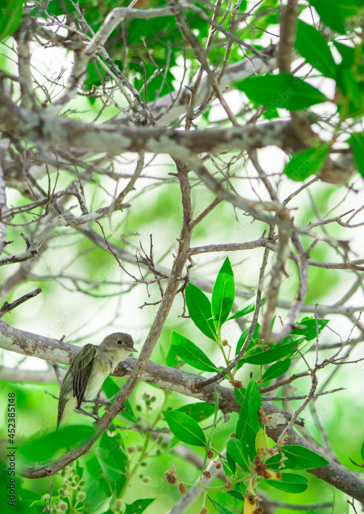 pequeño pajaron en su habitad natural en medio de arboles y naturaleza pequeño pajaron en su habitad natural en medio de arboles y naturaleza