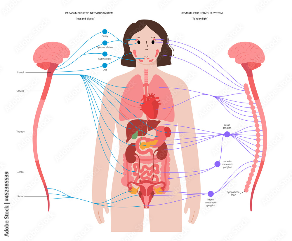 Autonomic nervous system - obrazy, fototapety, plakaty 