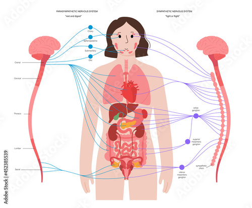 Autonomic nervous system