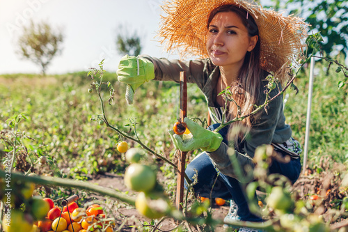 Young farmer holding tomato infected by phytophthora and showing thumb down. Upset gardener holds deseased vegetable photo