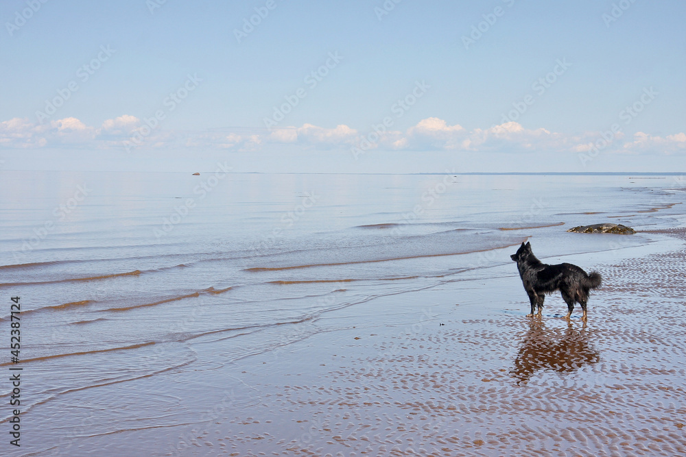 Naklejka premium A dog on the seashore at low tide. There is a place for inserts.