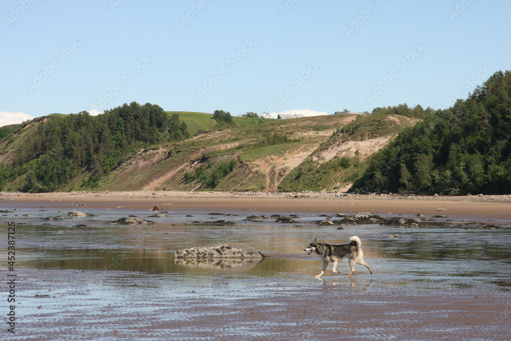 A dog on the seashore at low tide. There is a place for inserts. A dog on the seashore at low tide. There is a place for inserts.