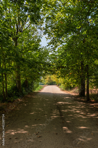 dirt road with trees on the sides