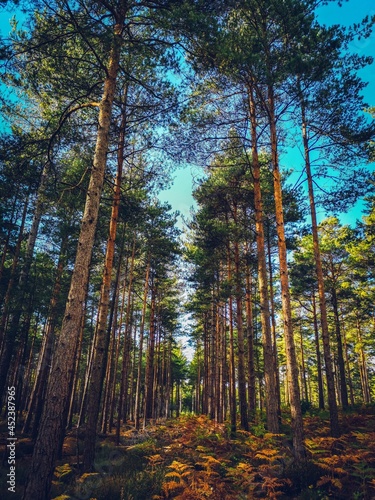 forest in autumn