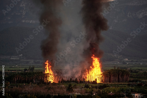 Forest fire in a palm grove with big flames