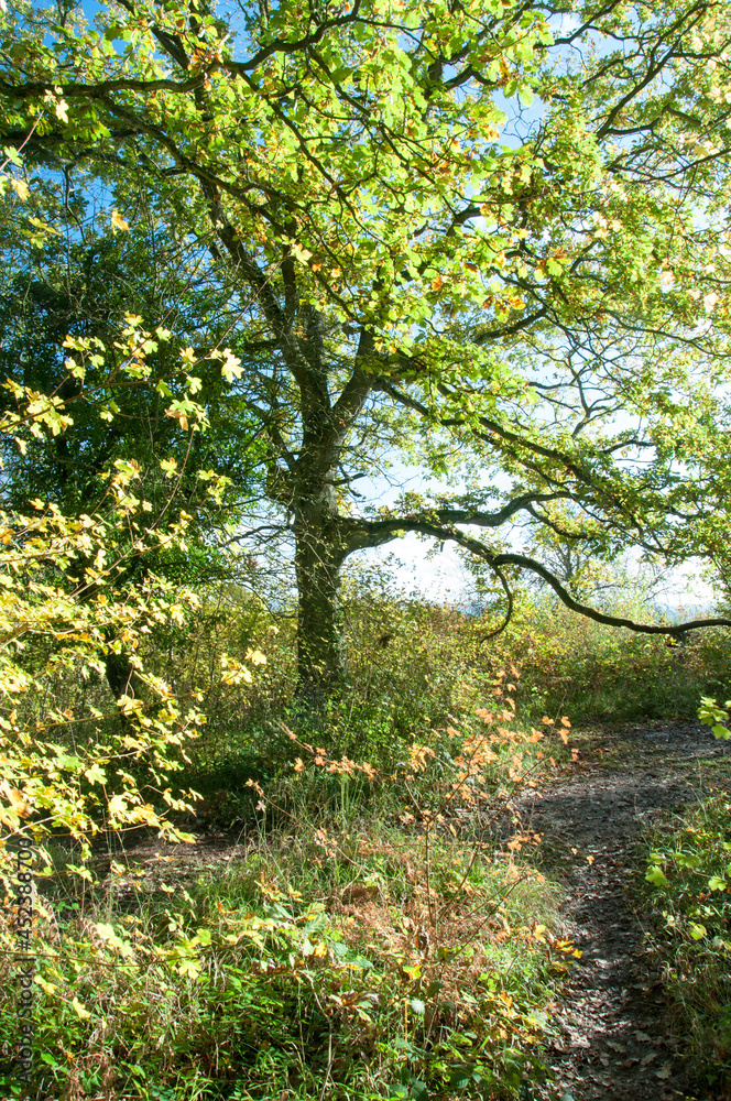 Autumn trees and leaves in the woodlands, Autumn trees and leaves in the woodlands,