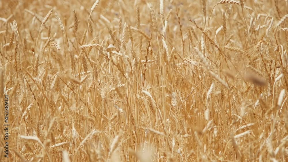 Golden ripe ears of wheat moving by the breeze wind in bright sun light. Golden ripe ears of wheat moving by the breeze wind in bright sun light.