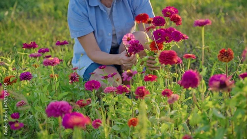 Woman gardener picking zinnia flowers in the garden farm