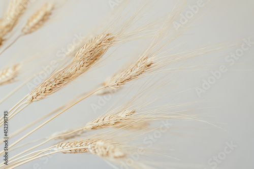 Spikelets of dry rye on a light background. Concept rich harvest. Close up. Selective focus.