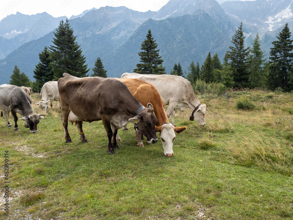mucche al pascolo in montagna