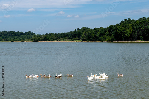 Adorable geese swim across Freeman Lake in Elizabethtown, KY on a beautiful sunny summer day. photo
