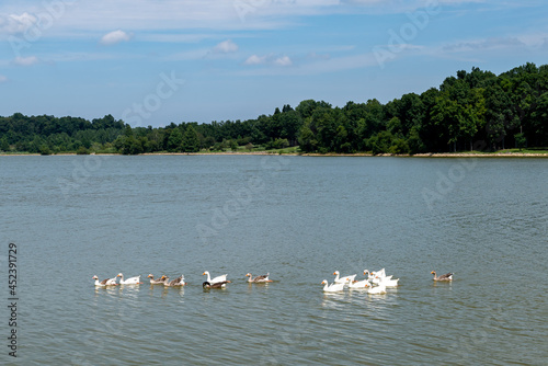 Cuadro en lienzo Adorable geese swim across Freeman Lake in Elizabethtown, KY on a beautiful sunny summer day