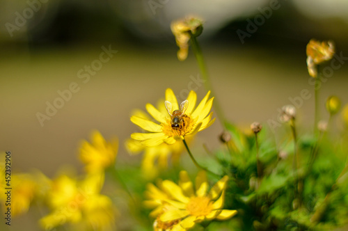 bee on flower