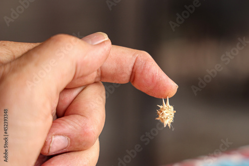 Foto Goatheads in finger