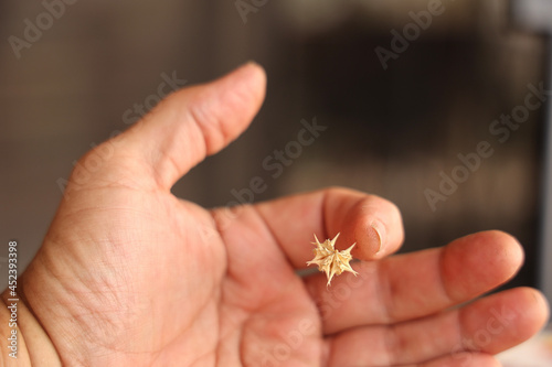 Foto Goatheads in finger