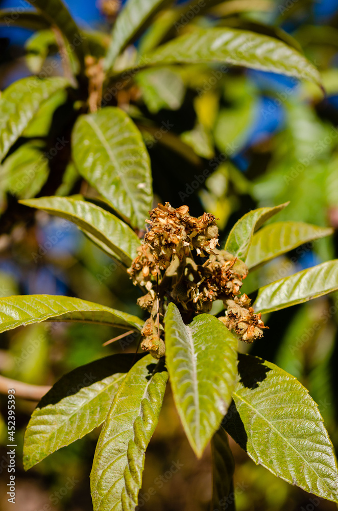 Obraz premium close up of green leaves