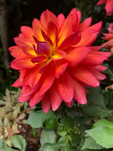 Dahlia Firepot in flower in summer