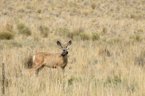 Mule deer doe with a tracking collar Antelope Island Utah