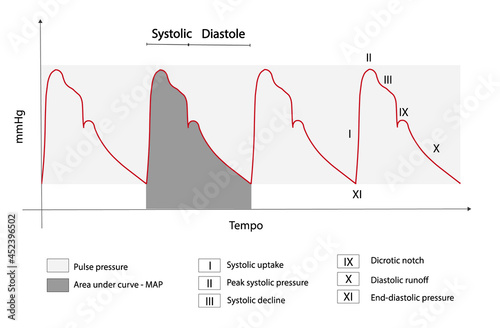 Normal Arterial pressure waveform. Pressure versus time. Arterial waveform and stages. 