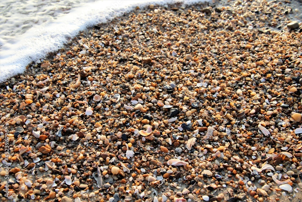 Shells in the Sand and Sea Foam Shells in the Sand and Sea Foam