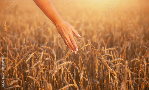 A woman's hand touches wheat ears in a field, a field in the golden light of the sunset. The concept of harvesting.