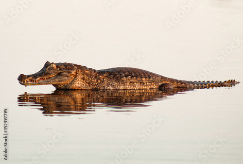 Jacar   na   gua Alligator in the water  Caiman crocodilus 