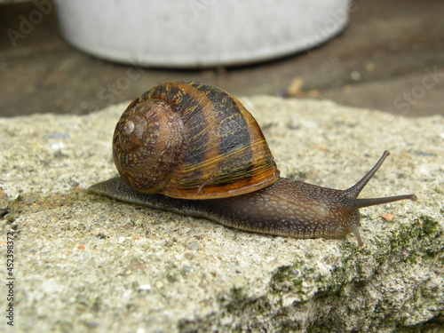 a beautiful snail on a summer afternoon