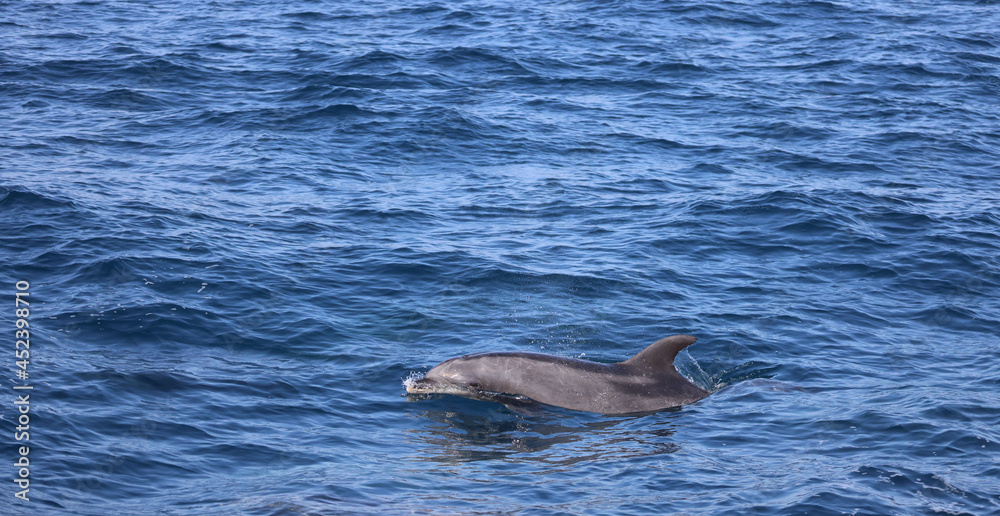 Fototapeta premium dolphin playing in the water, bottlenose 