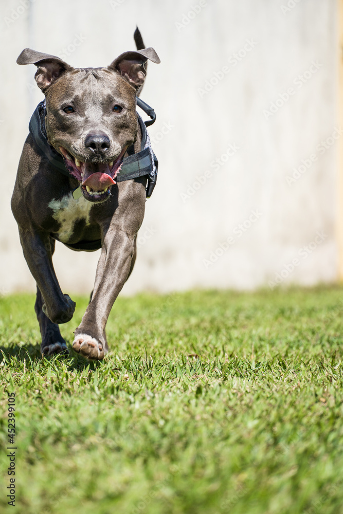 Pit bull dog playing in the garden of the house. Running and catching the ball. Sunny day.