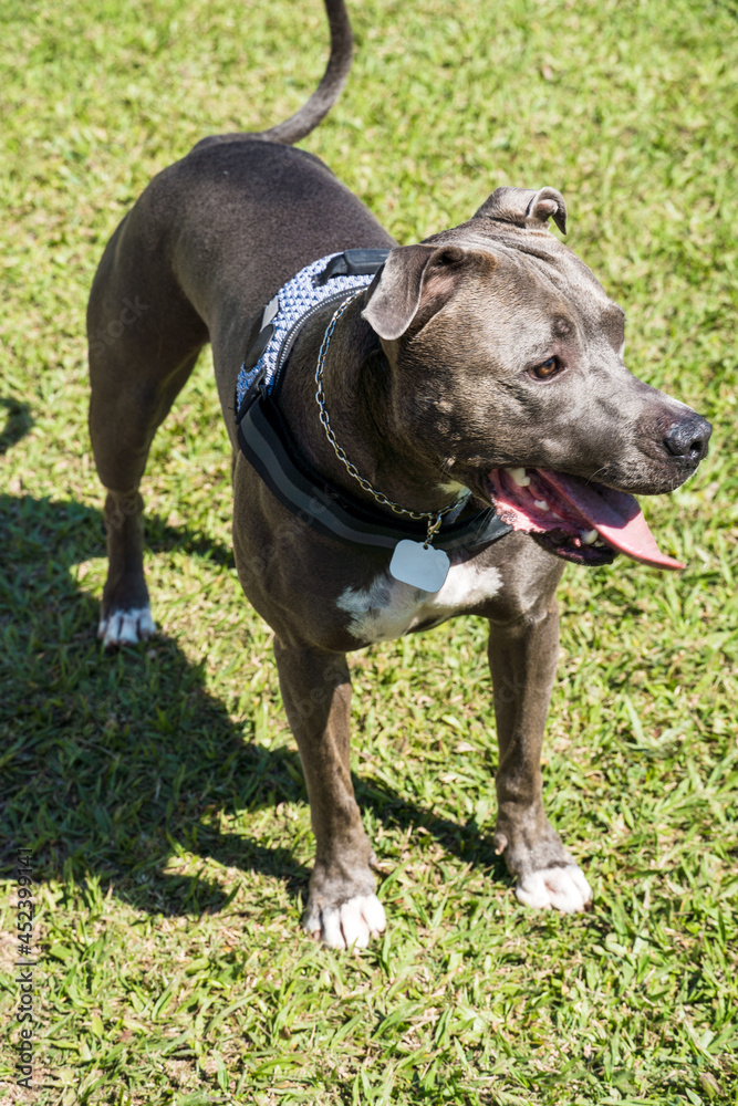 Pit bull dog playing in the garden of the house. Running and catching the ball. Sunny day.