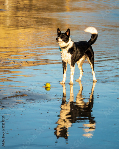 Delightful dog having fun at the beach