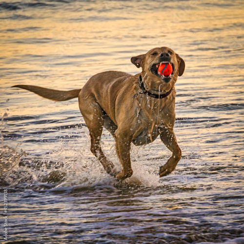 Delightful dog having fun at the beach