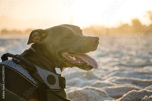 Pit bull dog playing on the beach at sunset. Enjoying the sand and the sea on a sunny day. photo