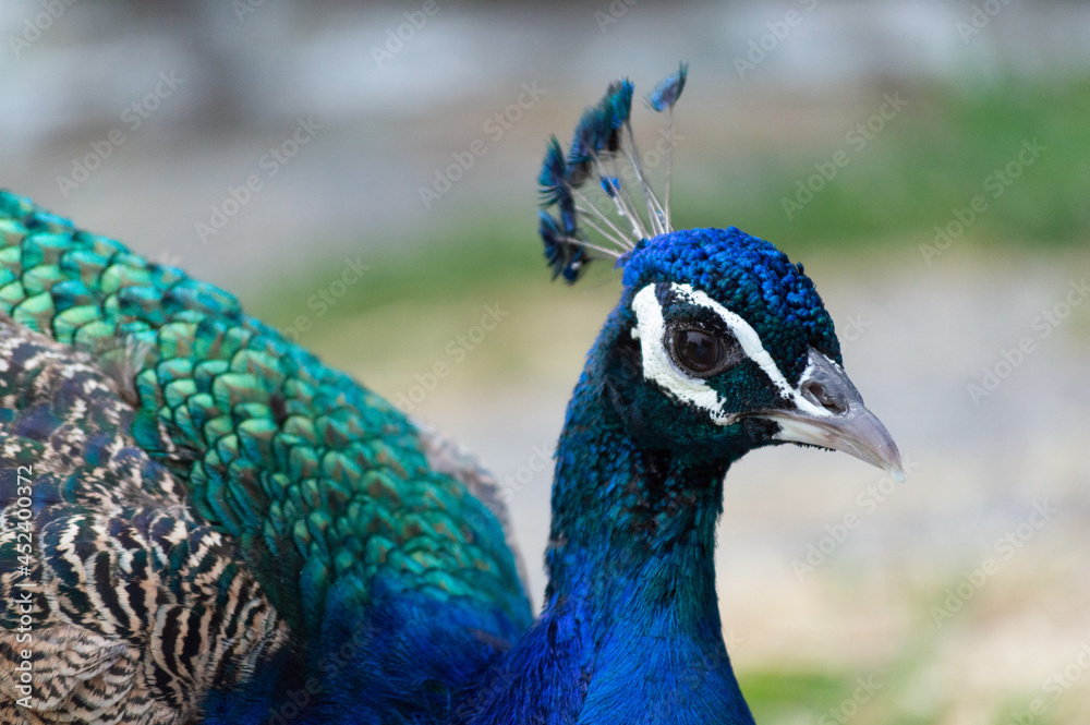 Close-up of a Peacock walking around outside of a farm. Close-up of a Peacock walking around outside of a farm.