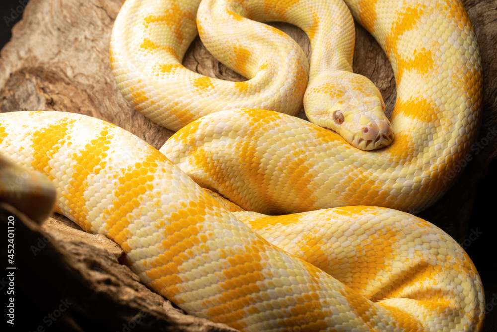 Fototapeta premium Albino Darwin Carpet Python Yellow and White Snake on black background and timber log tree branch