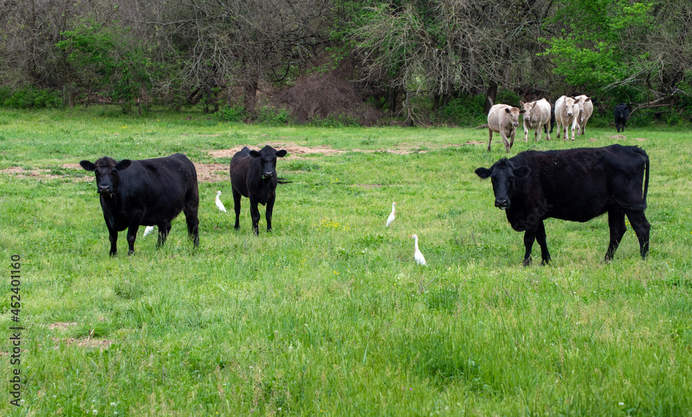 Sharing Pasture Land Seems To Be No Problem For These Beef Cattle And sharing-pasture-land-seems-to-be-no-problem-for-these-beef-cattle-and