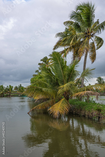 coconut trees