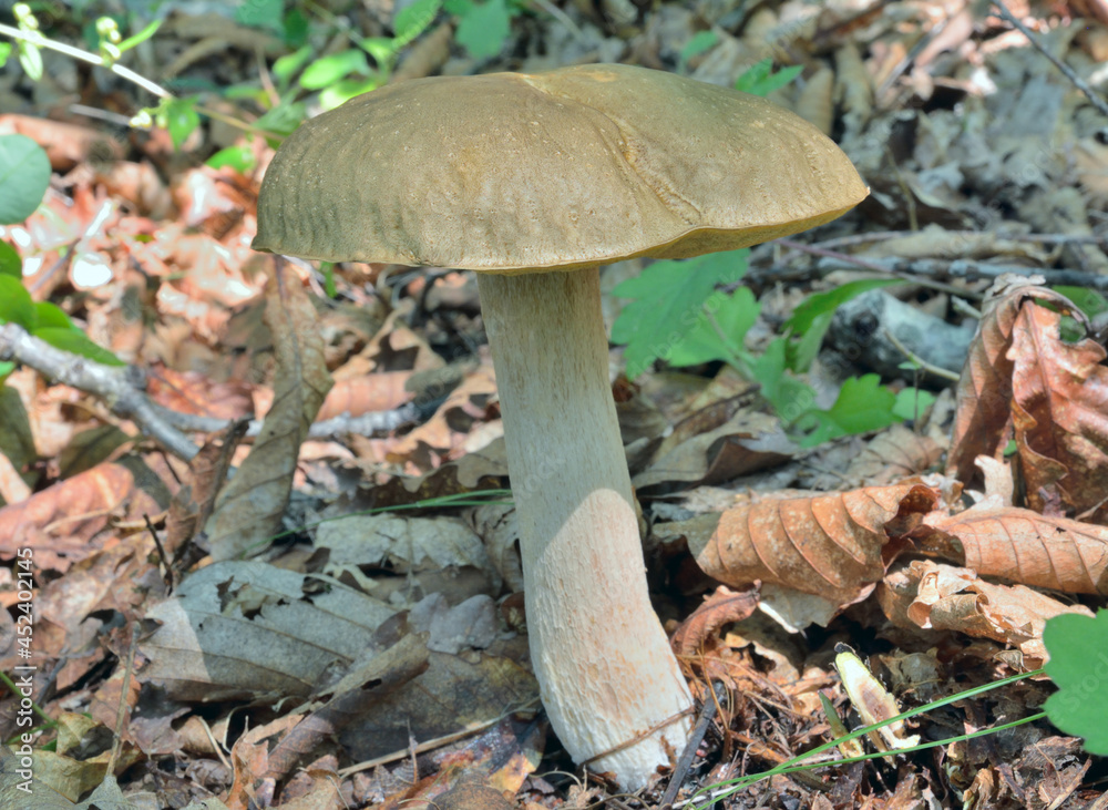 Edible mushroom cep (Boletus edulis) Edible mushroom cep (Boletus edulis)