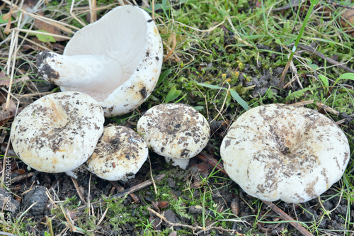 Edible mushrooms russula (Russula delica)