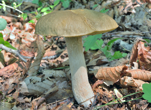 Edible mushroom cep (Boletus edulis)