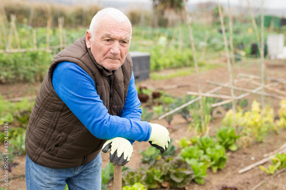 Fototapeta premium Portrait of tired senior man standing with hoe in his kitchen garden on cloudy spring day..
