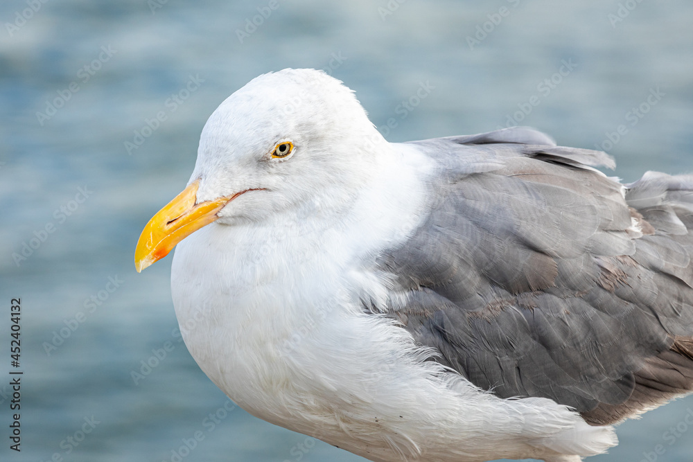 Close focus on head and body of large seagull. Close focus on head and body of large seagull.