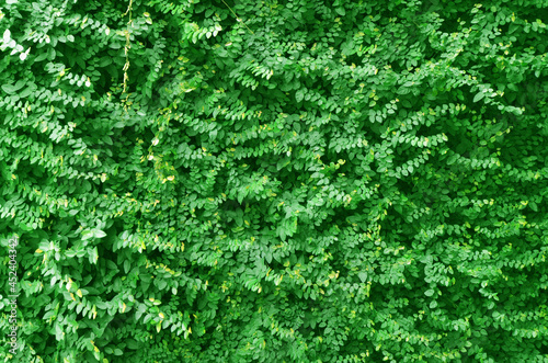 Green leaves texture background. Close-up of an overgrown green planting hedge
