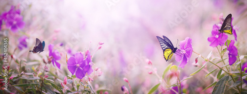 Photography Butterflies and purple flowers of nature in the rays of sunlight in summer in the spring close-up of a macro