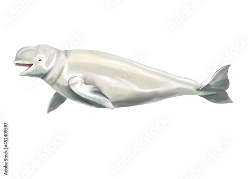Watercolor beluga whale illustration isolated on white background Fototapeta