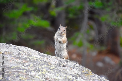 squirrel on a rock