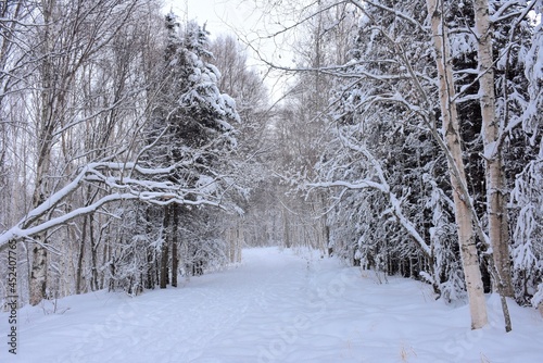 snow covered trees in the park