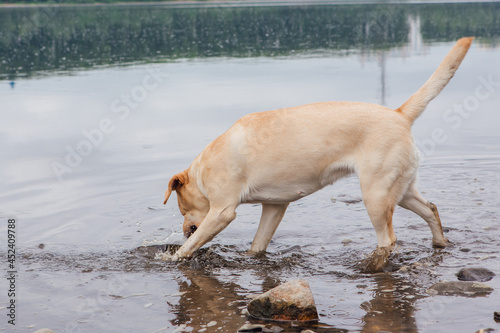 Labrador Retriever dog walking near the river.