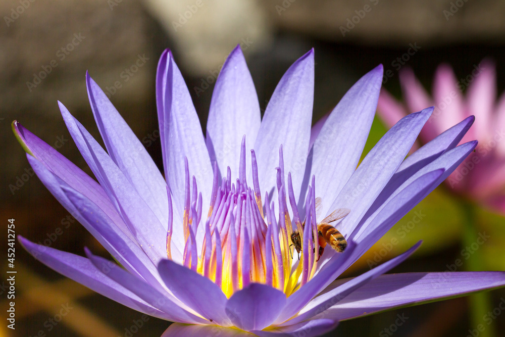 Honey Bee Pollinating a Purple Water Lily Honey Bee Pollinating a Purple Water Lily