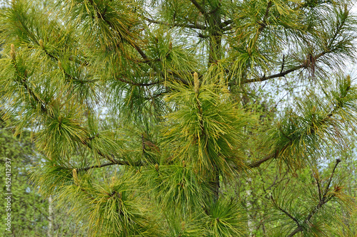 Green fluffy branches of larch tree Larix decidua Pendula. Natural larch tree twigs. photo